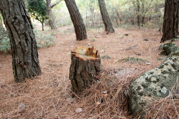 Seasonal Cleanup in Baywood Park, CA